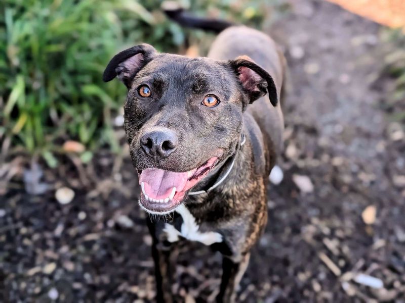 Bella | Lurcher Cross | Cardiff - 1