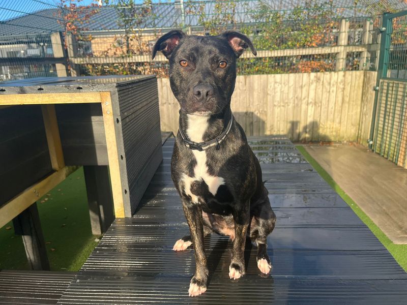 Staffordshire Bull Terrier for adoption in Cardiff, Glamorgan – 1 year old - Image 6 of 6