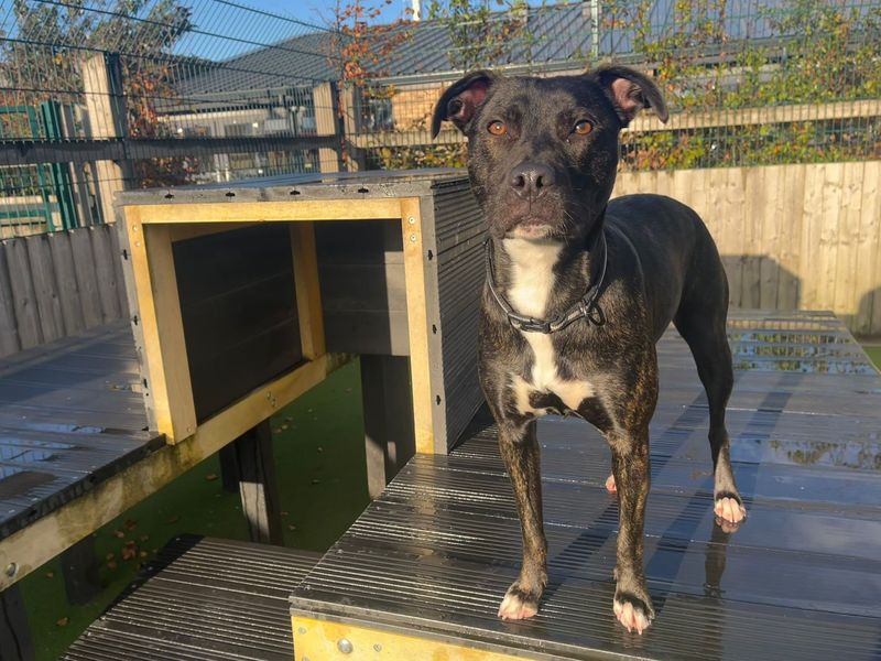 Staffordshire Bull Terrier for adoption in Cardiff, Glamorgan – 1 year old - Image 5 of 6