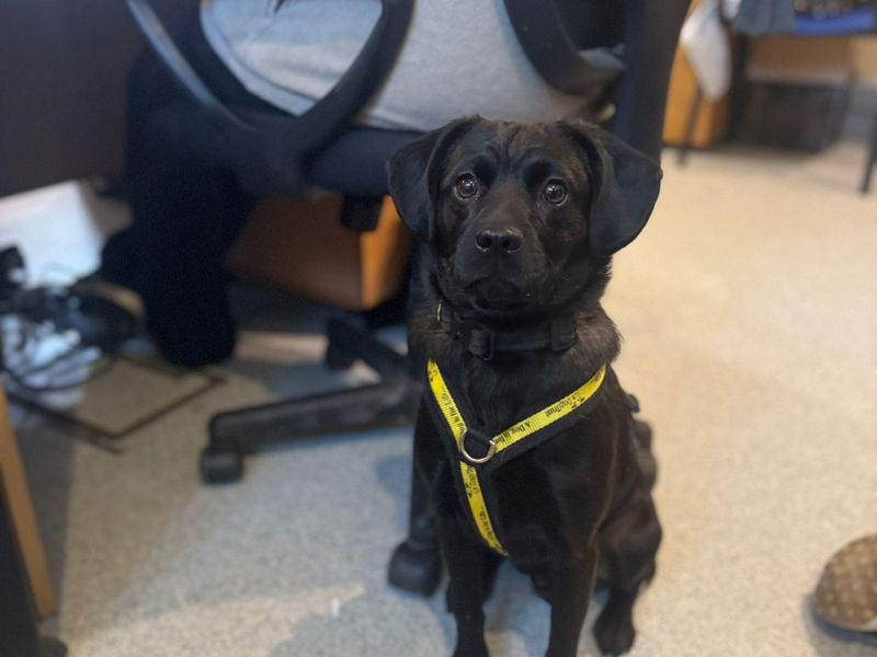 Milo, a Unknown old male Crossbreed available for adoption from Dogs Trust in Bridgend, Wales