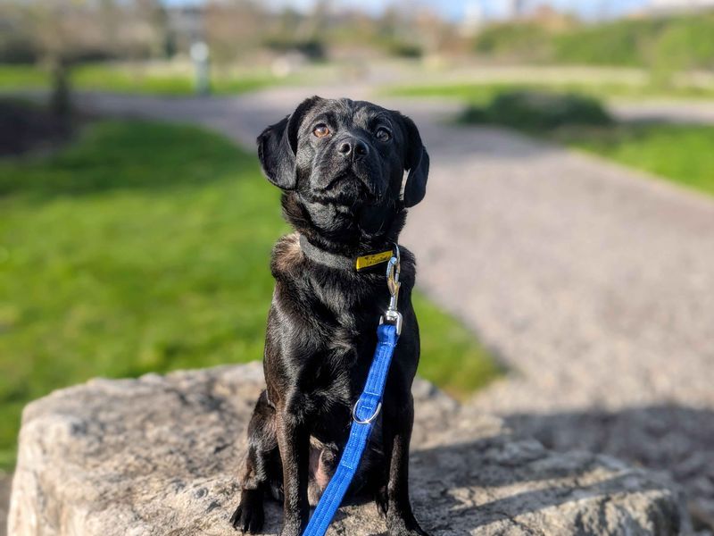 Marcus, a 7 months old male Crossbreed available for adoption from Dogs Trust in Cardiff