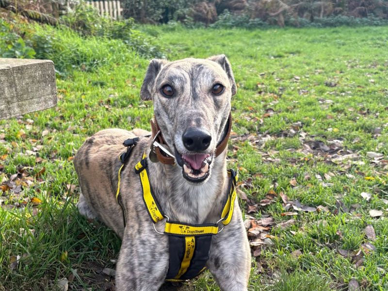 Vinny | Greyhound | Snetterton (Norfolk) - 1
