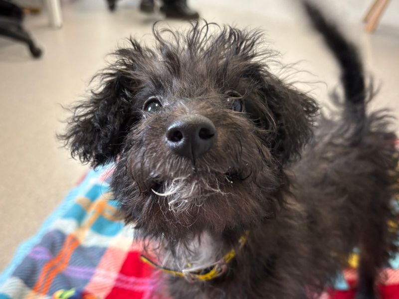 Shih Tzu for adoption in Ballymena, Co Antrim – 3 months old