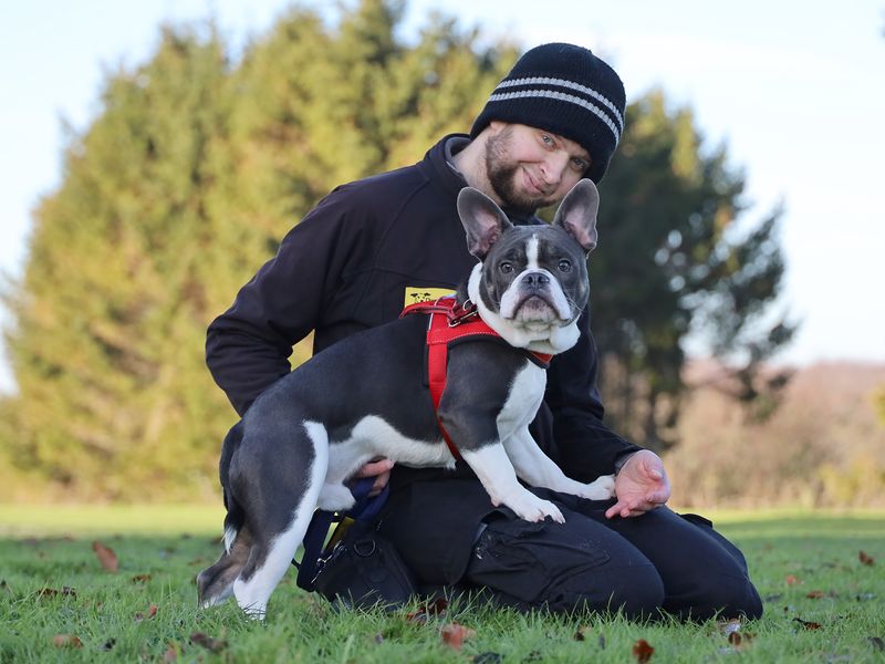 French Bulldog for adoption in Leeds, Yorkshire – 8 months old