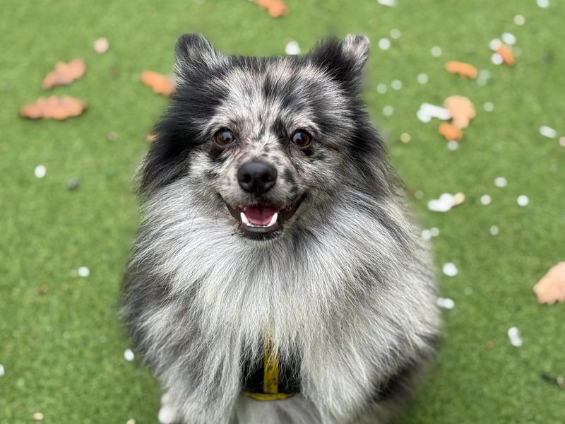 Pomeranian for adoption in Chestfield, Kent – 1 year old - Image 2 of 2