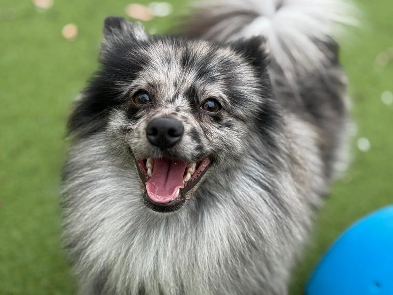 Pomeranian for adoption in Chestfield, Kent – 1 year old