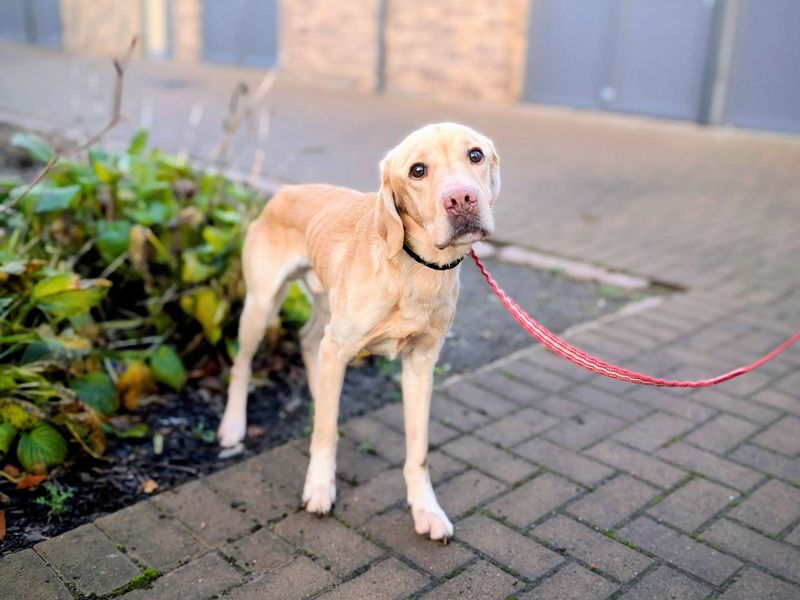 Harry, a 4 years old male Labrador available for adoption from Dogs Trust in Splott, Wales