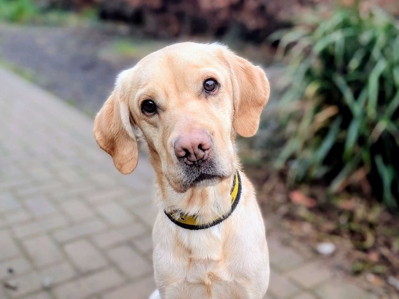 Harry, a 4 years old male Labrador available for adoption from Dogs Trust in Splott, Wales