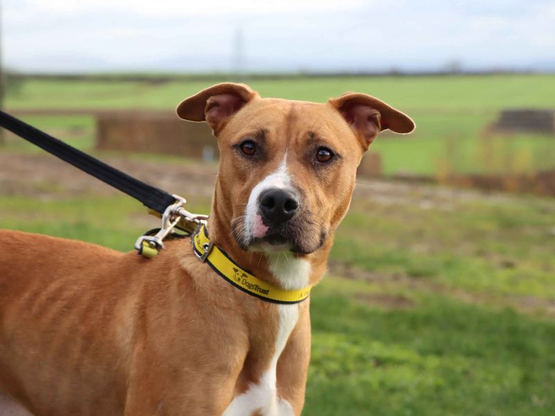 Staffordshire Bull Terrier for adoption in Sadberge, Co Durham – 1 year old - Image 2 of 3