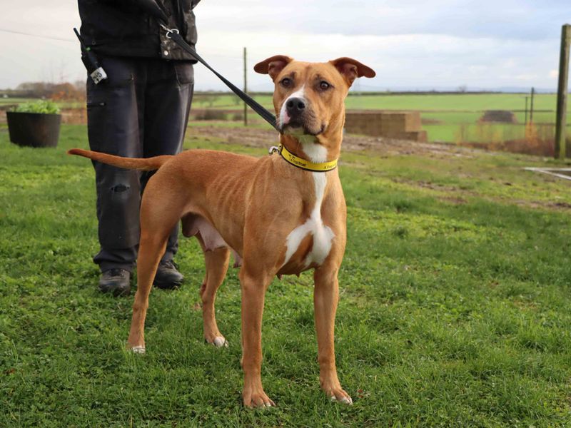 Staffordshire Bull Terrier for adoption in Sadberge, Co Durham – 1 year old - Image 3 of 3