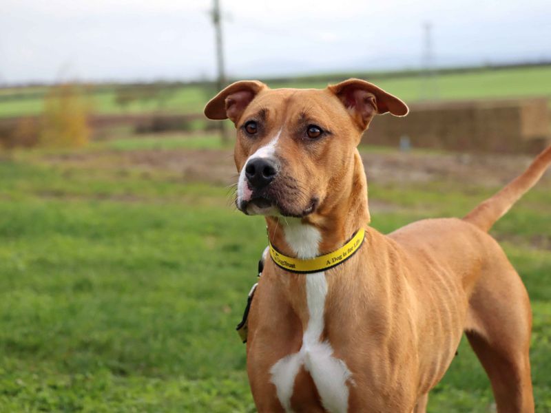 Staffordshire Bull Terrier for adoption in Sadberge, Co Durham – 1 year old