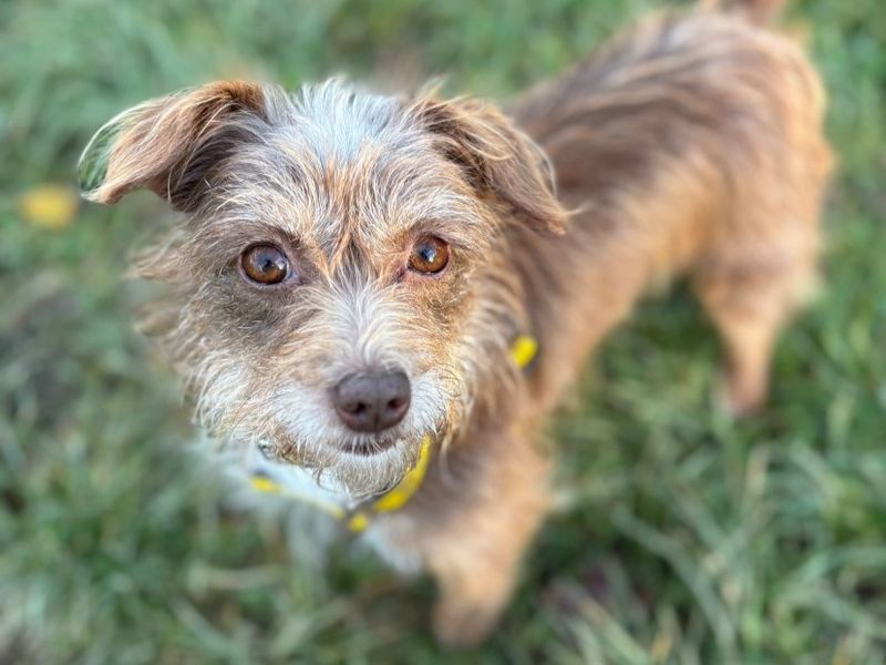 Jack Russell Terrier for adoption in Telford, Shropshire – 9 months old - Image 3 of 4