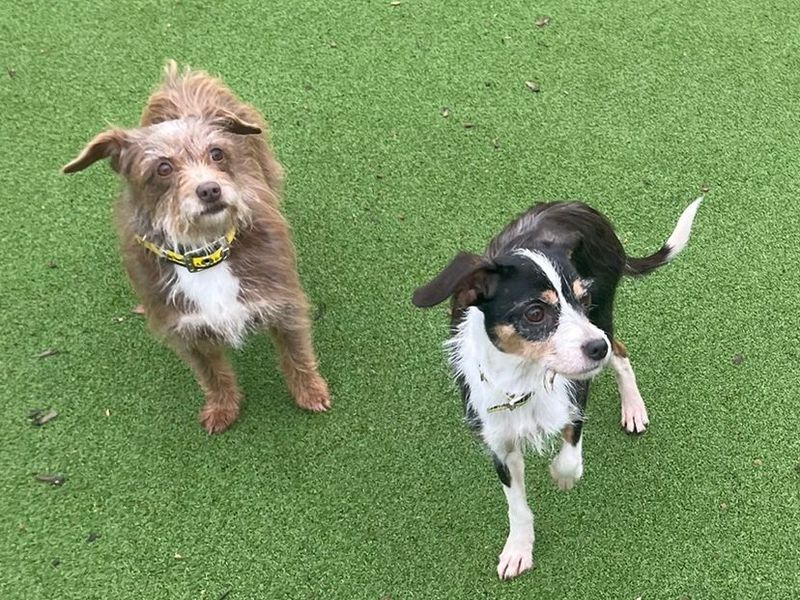 Jack Russell Terrier for adoption in Telford, Shropshire – 9 months old - Image 2 of 4