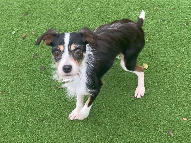 Jack Russell Terrier for adoption in Telford, Shropshire – 8 months old