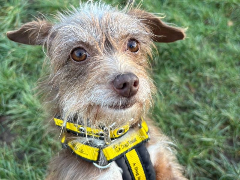 Jack Russell Terrier for adoption in Telford, Shropshire – 9 months old - Image 4 of 4