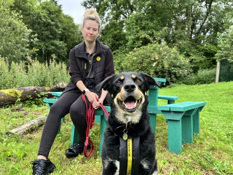 Billy | Collie (Rough) Cross | Ilfracombe - 4