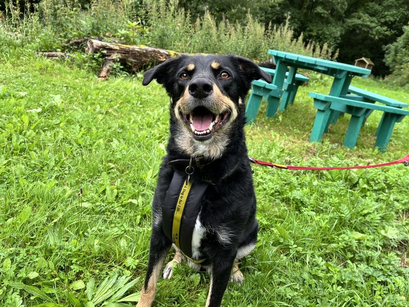 Billy | Collie (Rough) Cross | Ilfracombe - 3