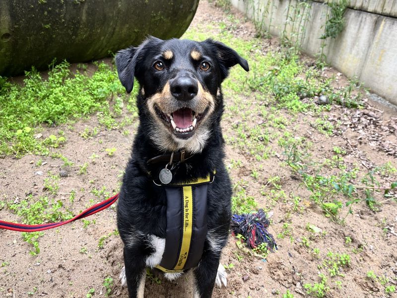 Billy | Collie (Rough) Cross | Ilfracombe - 1