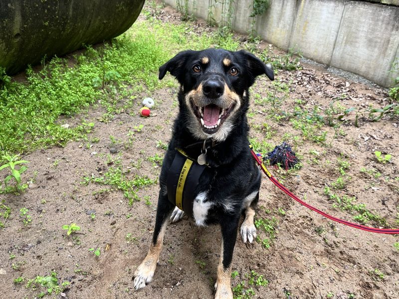 Billy | Collie (Rough) Cross | Ilfracombe - 5