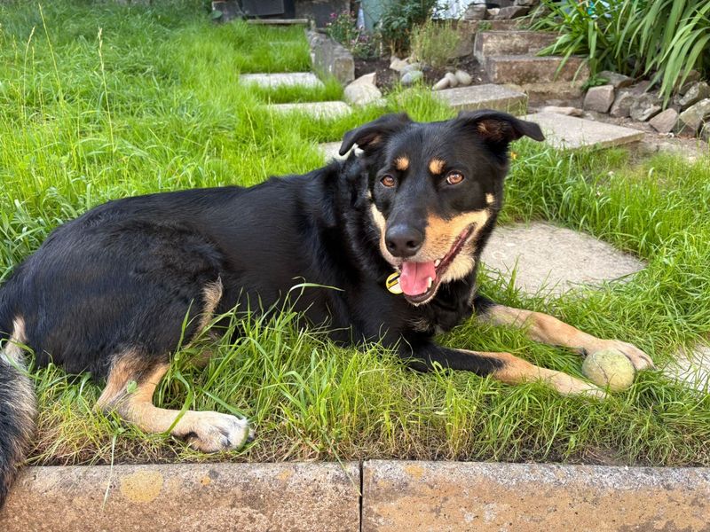 Billy | Collie (Rough) Cross | Ilfracombe - 3