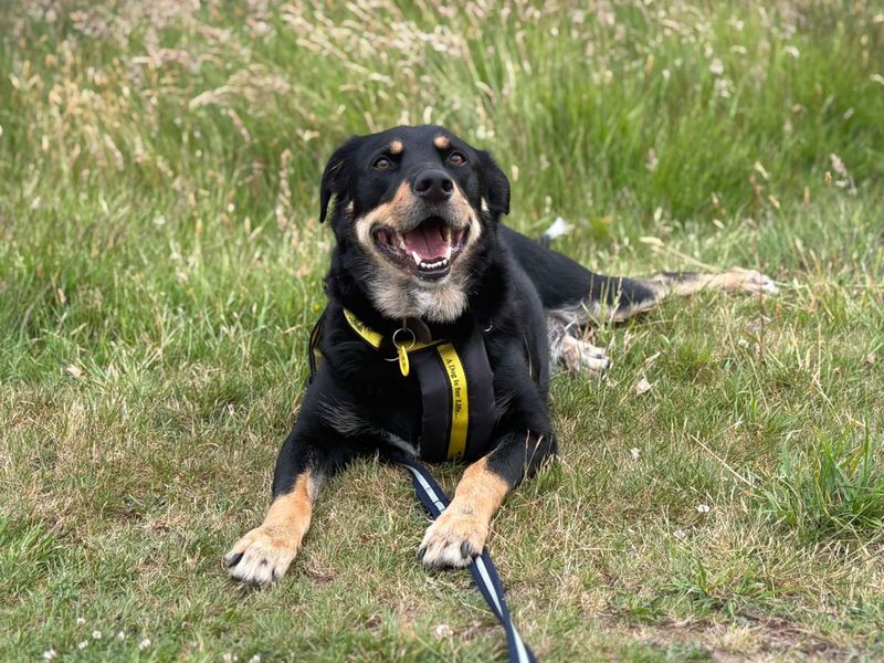Billy | Collie (Rough) Cross | Ilfracombe - 4