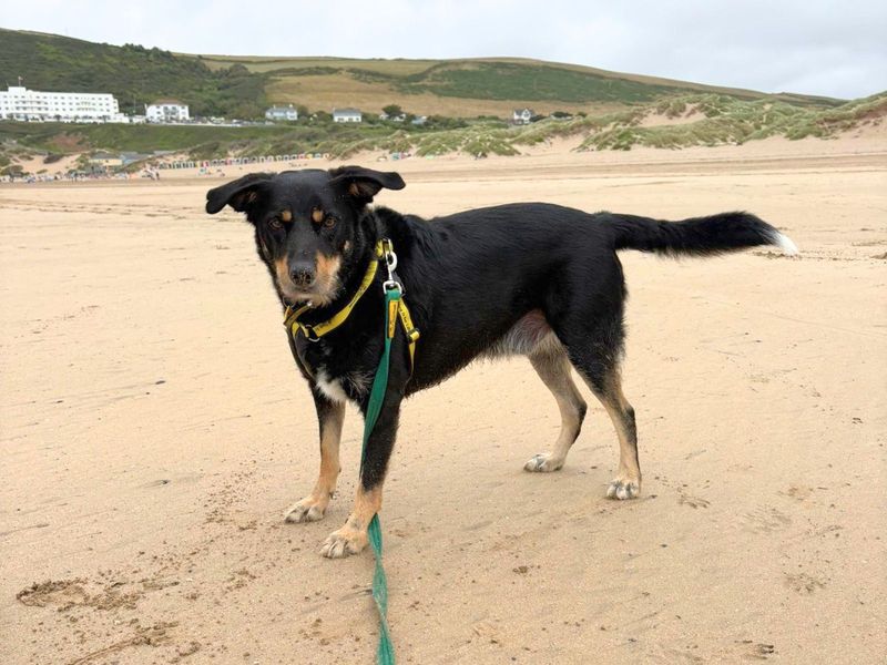 Billy | Collie (Rough) Cross | Ilfracombe - 1