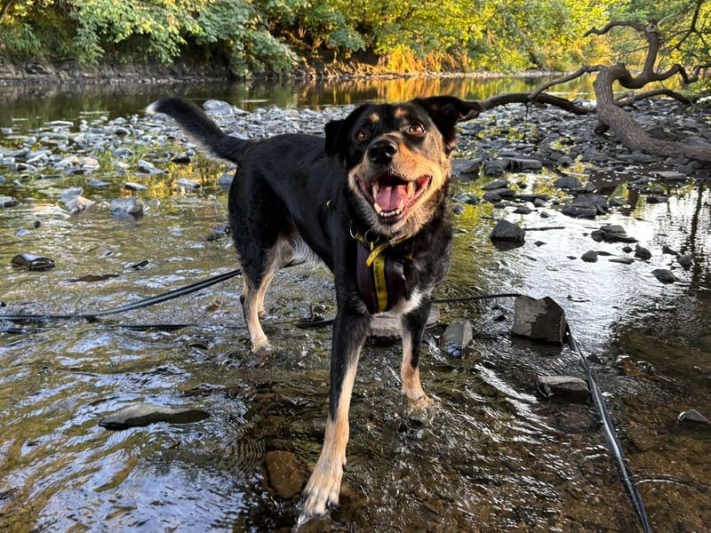 Billy | Collie (Rough) Cross | Ilfracombe - 6