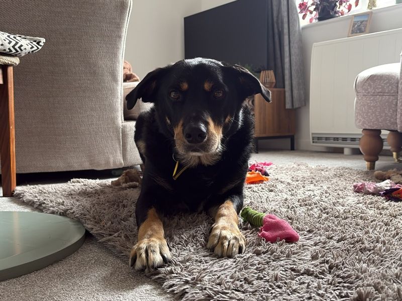 Billy | Collie (Rough) Cross | Ilfracombe - 5