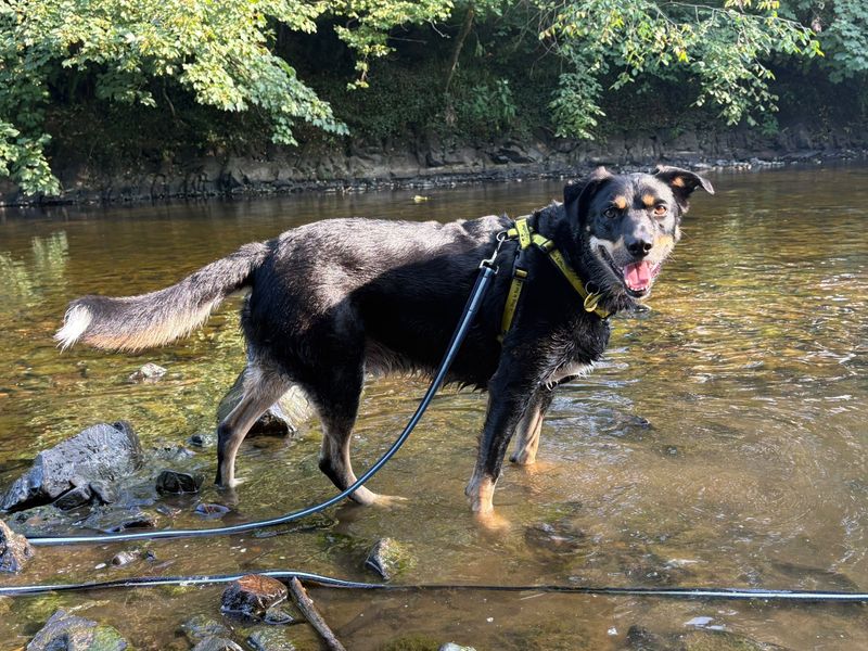 Billy | Collie (Rough) Cross | Ilfracombe - 9
