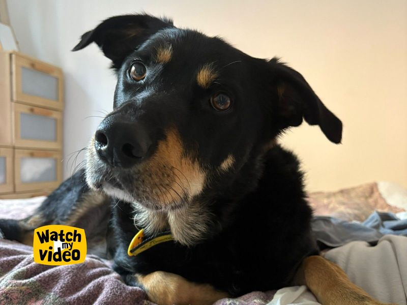 Billy | Collie (Rough) Cross | Ilfracombe - 8