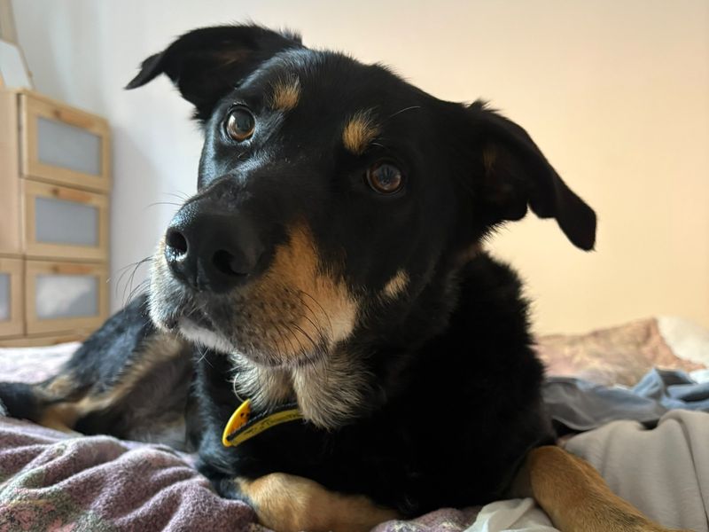 Billy | Collie (Rough) Cross | Ilfracombe - 7