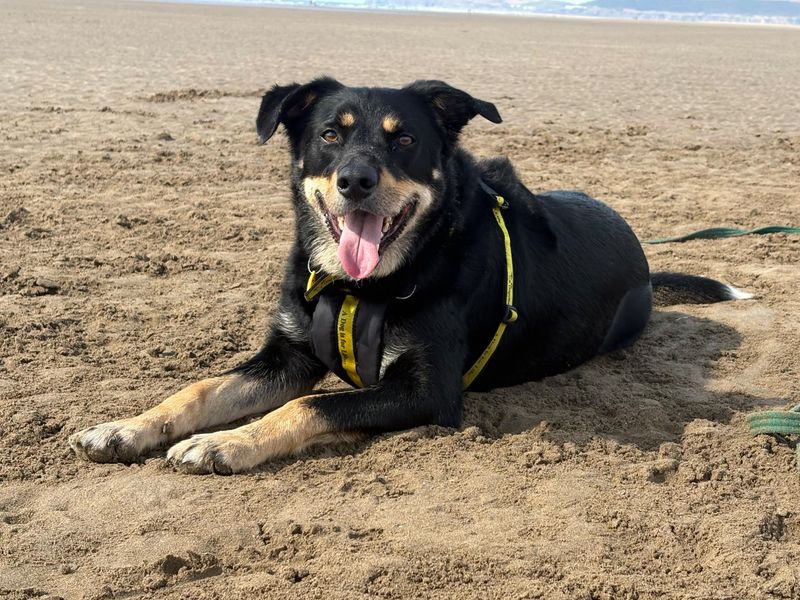 Billy | Collie (Rough) Cross | Ilfracombe - 8