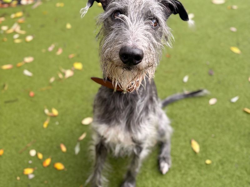 Bruno, a 4 years old male Crossbreed available for adoption from Dogs Trust in Denton West, Greater Manchester
