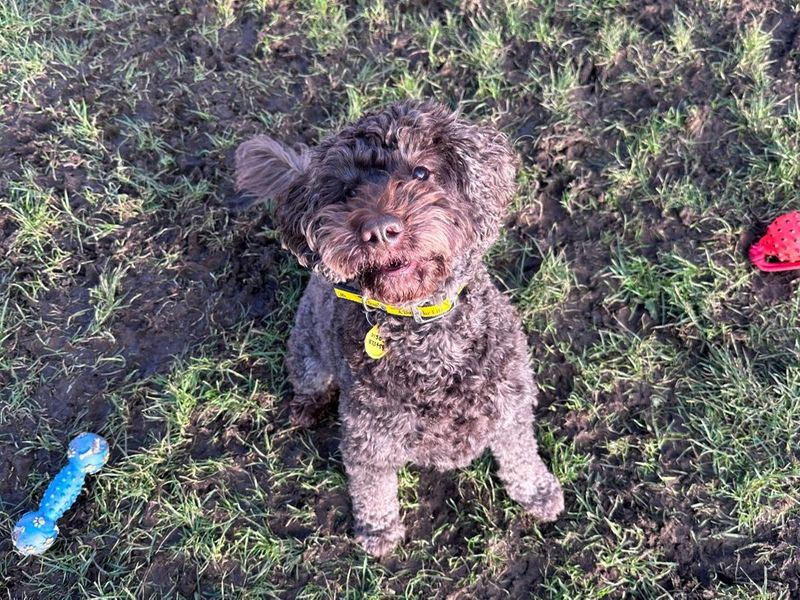Poodle for adoption in West Calder, West Lothian – 8 years old - Image 3 of 4