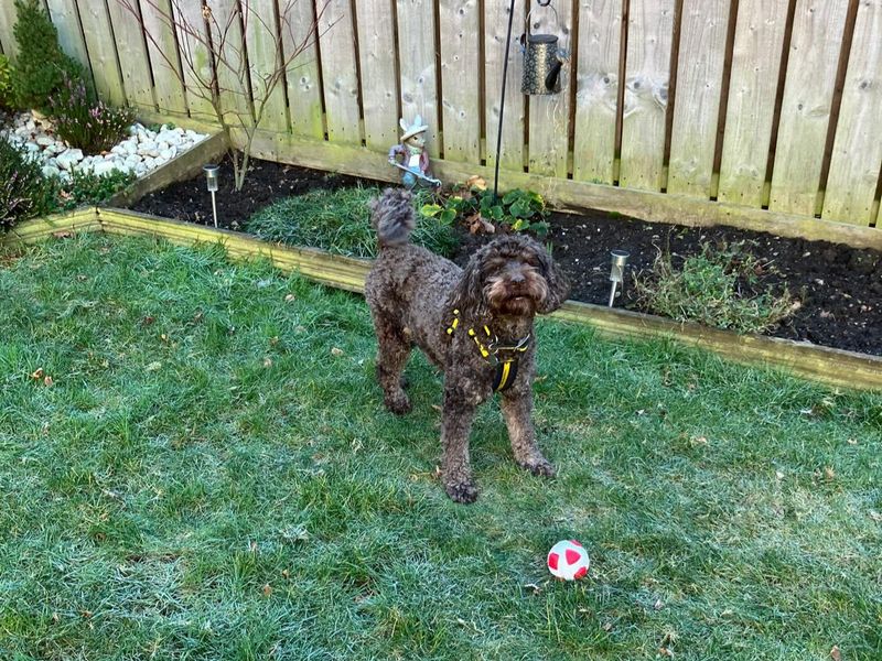 Poodle for adoption in West Calder, West Lothian – 8 years old - Image 2 of 4