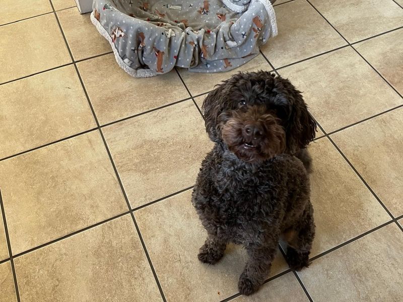 Poodle for adoption in West Calder, West Lothian – 8 years old - Image 4 of 4
