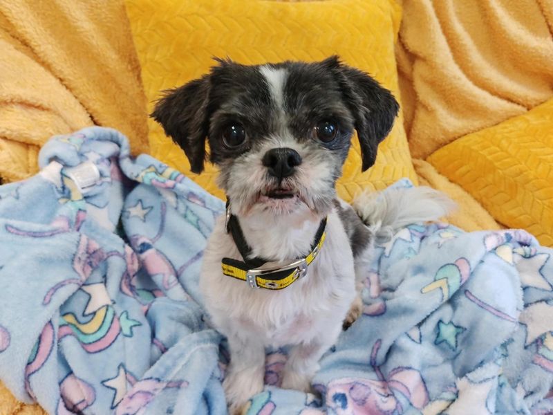Bella, a 8 years old female Shih Tzu available for adoption from Dogs Trust in Ballymena, Northern Ireland