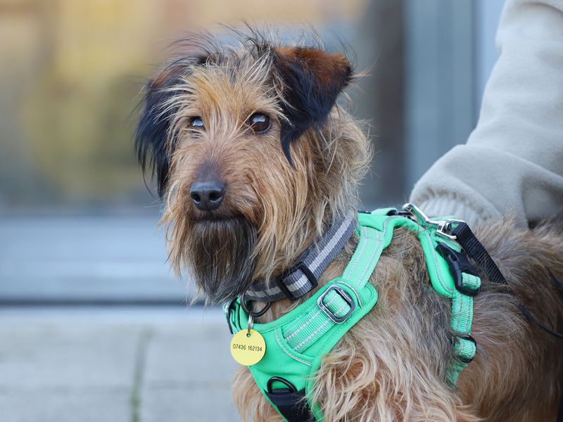 Bernard | Dachshund (Wire Haired) Cross | Leeds - 1