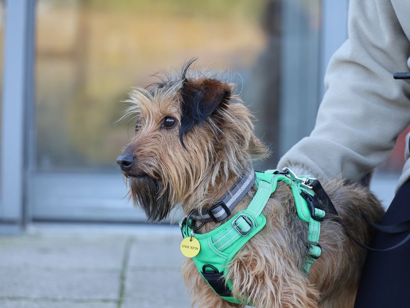 Bernard | Dachshund (Wire Haired) Cross | Leeds - 3