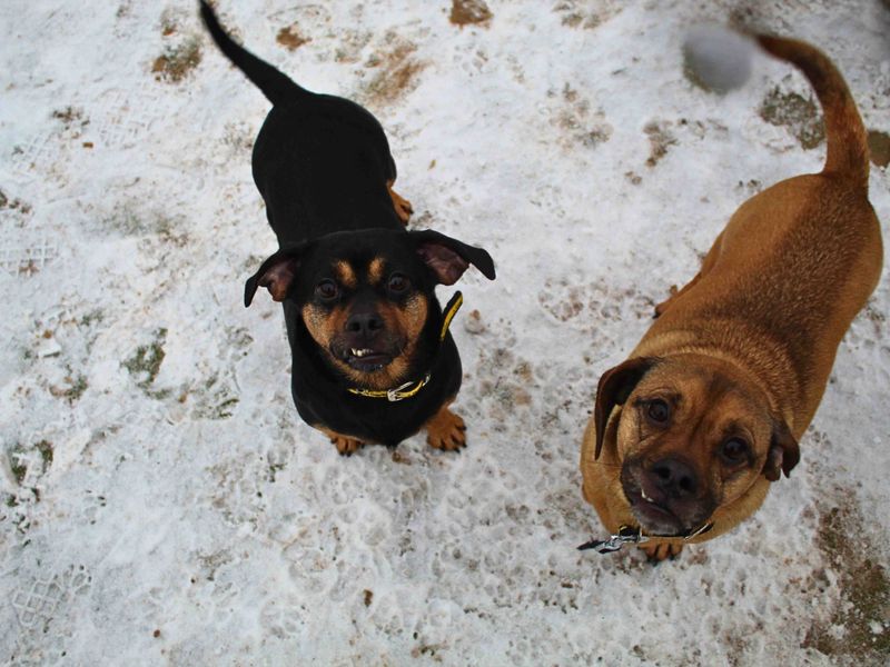 Pug for adoption in Manchester, Greater Manchester – 4 years old - Image 3 of 6