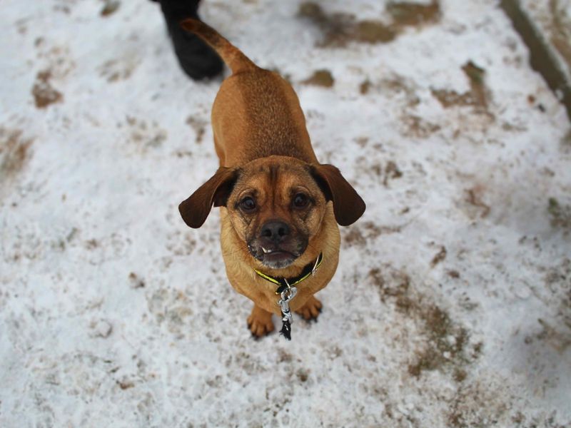 Barney | Dachshund (Wire Haired) Cross | Manchester - 1