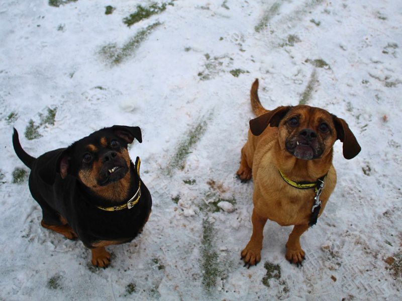 Pug for adoption in Manchester, Greater Manchester – 4 years old - Image 6 of 6