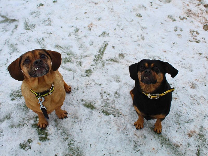 Pug for adoption in Manchester, Greater Manchester – 4 years old - Image 4 of 6