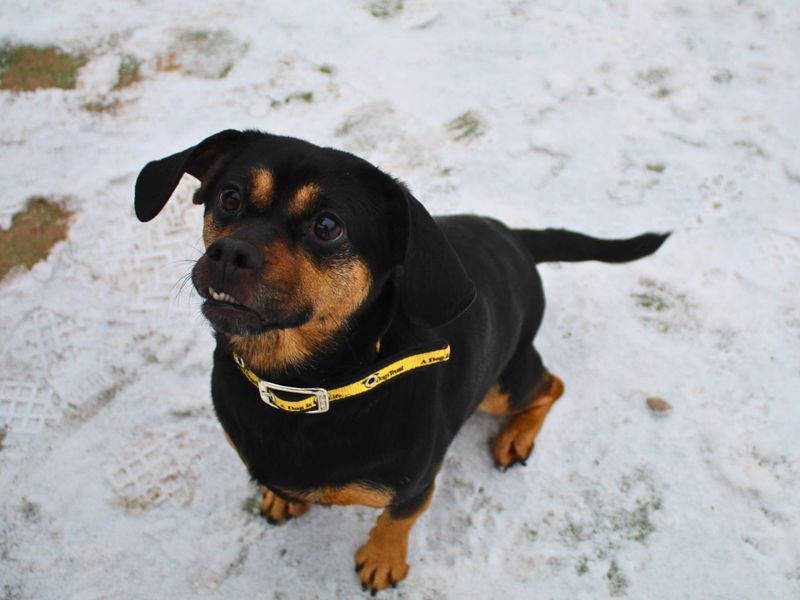 Pug Dogs And Puppies For Adoption