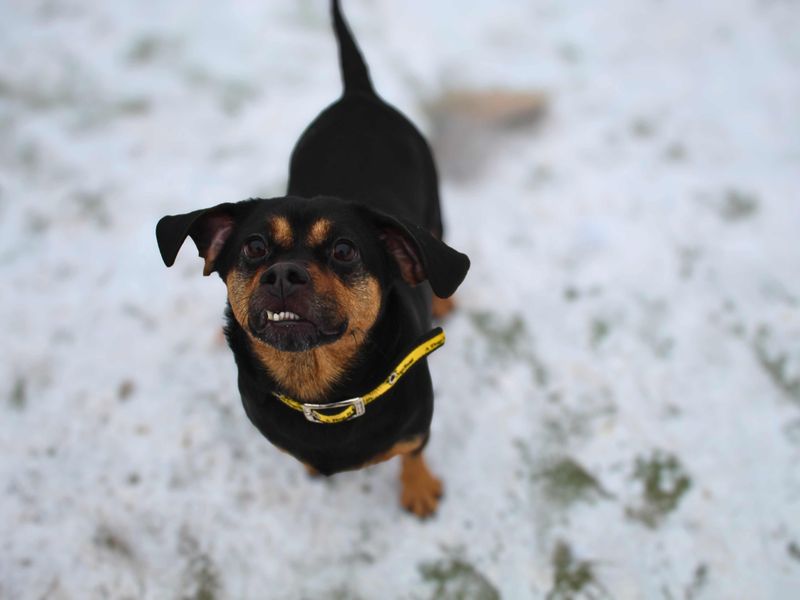 Betty | Dachshund (Wire Haired) Cross | Manchester - 1