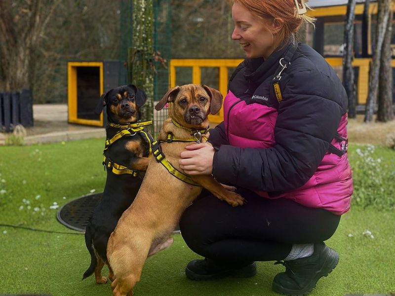 Pug for adoption in Manchester, Greater Manchester – 4 years old - Image 5 of 6