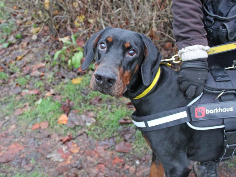 Doberman for adoption in Glasgow, Scotland – 3 years old - Image 4 of 6