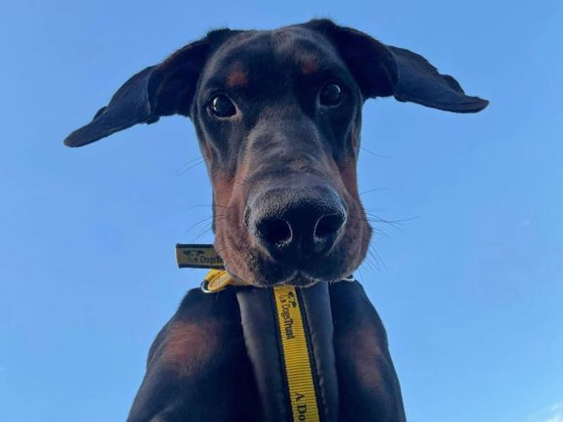 Doberman for adoption in Glasgow, Scotland – 3 years old - Image 2 of 6