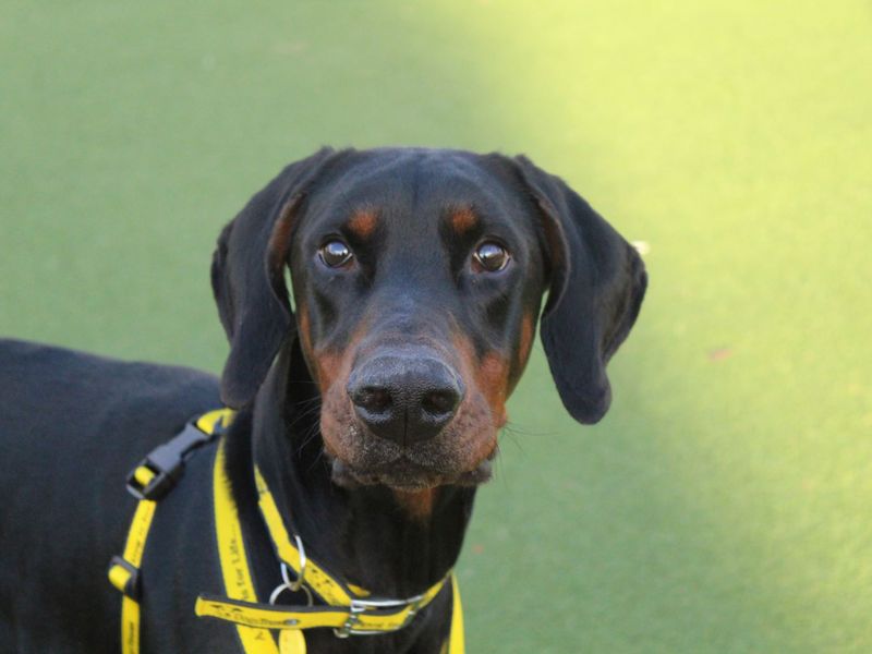 Doberman for adoption in Glasgow, Scotland – 3 years old - Image 6 of 6