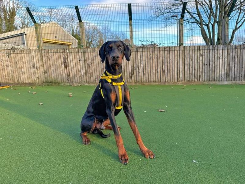 undefined | Dobermann | undefined - 4